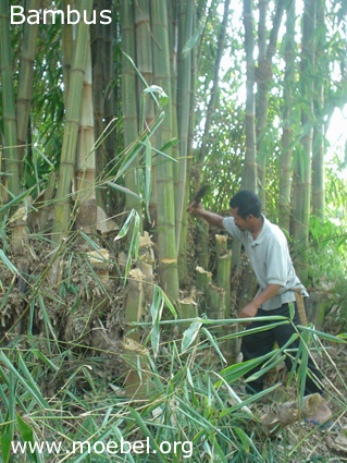 Bambusmoebel-Fotos/Pflanze-Bambus-1_kl.jpg